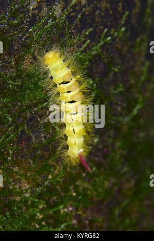 Tussock pâle, rouge-queue (Dasychira pudibunda, Calliteara pudibunda), Caterpillar Banque D'Images
