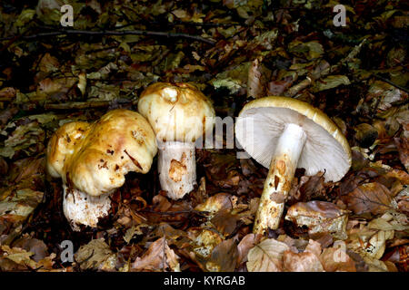 Russula foetens (Russula puant) Banque D'Images