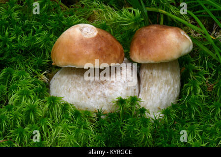 Cèpes, bolets (Boletus edulis). Organe de fructification sur le sol forestier. Banque D'Images