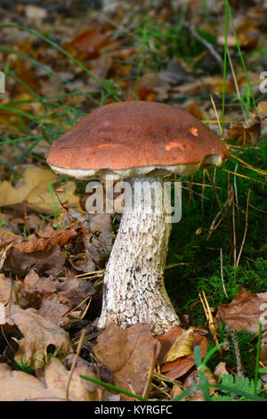 Bouleau Orange (bolets, versipelle le Leccinum scabrum le Leccinum testaceo-le Leccinum testaceoscabrum), Banque D'Images