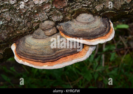 Bandes rouge polypore (Fomitopsis pinicola), l'anneaux autant montrant le processus de croissance Banque D'Images