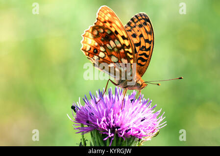 Vert foncé fritillary (Argynnis aglaja Mesoacidalia aglaja,) sur fleur. Banque D'Images