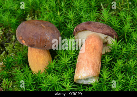 Bay Bolet (Boletus badius, Xerocomus badius). Banque D'Images