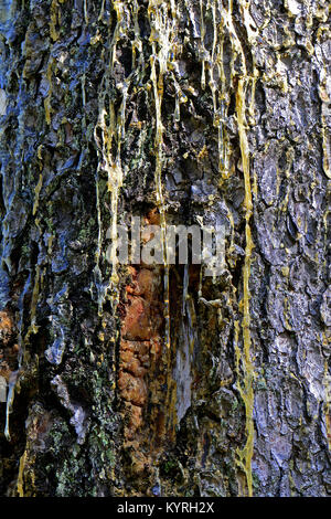 Epicéa commun, l'épinette de Norvège (Picea abies) trunk avec flux de résine Banque D'Images