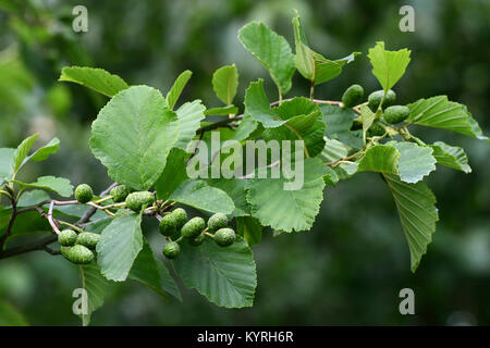 L'aulne gris, gris ancien ( Alnus incana), des rameaux avec feuilles et fruits Banque D'Images