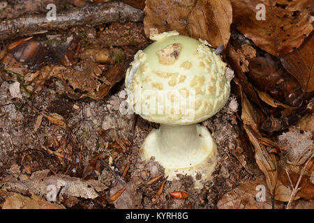 La mort de faux plafond, cédrat (Amanita Amanita citrina ) Banque D'Images