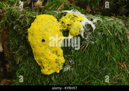 Vomi de chien (Fuligo septica myxomycètes) sur mousse Banque D'Images