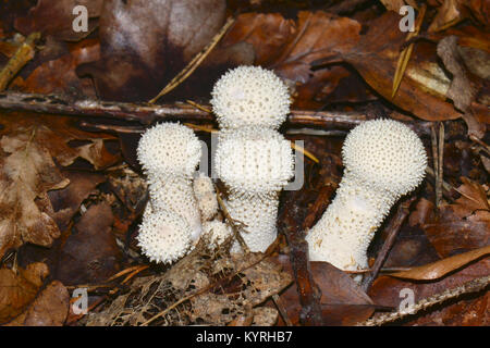 Vesse-de-communes pauvres, Mans (RIS), Lycoperdon perlatum fructification de différentes tailles Banque D'Images