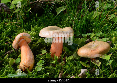 Faux Safran, orange Milkcap Milkcap ( Lactarius deterrimus) , trois champignons adultes Banque D'Images