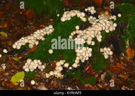 Vesse-de-loup en forme de poire Lycoperdon pyriforme (moignon) recouverts de mousse et de mûrissement puffballs Banque D'Images