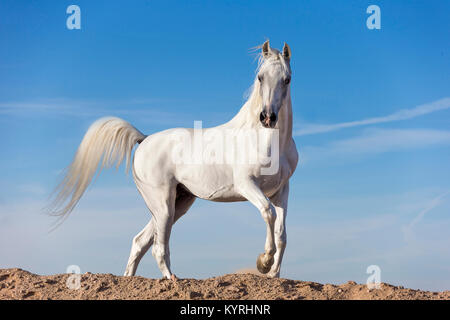 Cheval Arabe. L'étalon gris marcher sur une dune. L'Égypte. Banque D'Images