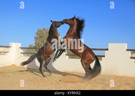 Barb Horse. Paire de bay adultes playfighting dans un enclos. Tunisie Banque D'Images