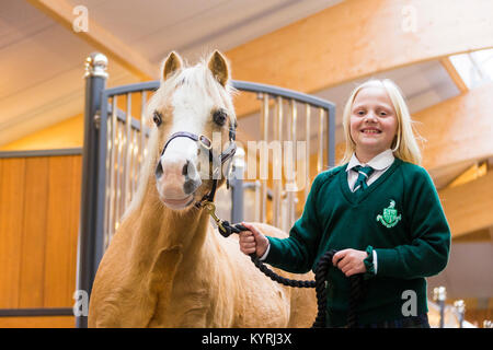 Poney Welsh Mountain, Section A. Girl conduisant un hongre palomino dans une étable lane. Allemagne Banque D'Images