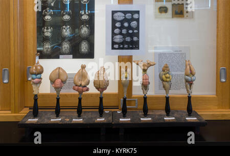 Musée du cerveau Université de Buffalo NY Banque D'Images