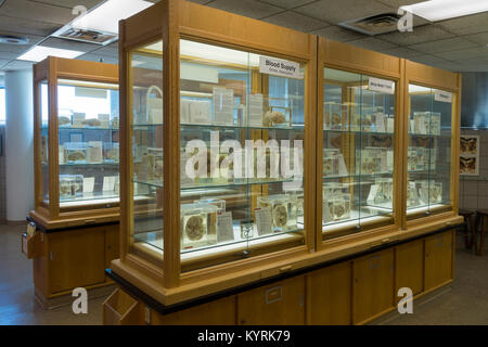 Musée du cerveau Université de Buffalo NY Banque D'Images