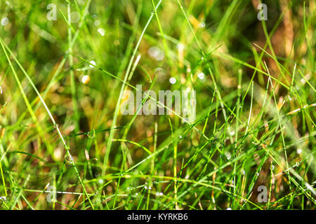 Gouttes de rosée sur l'herbe vert vif. L'herbe mouillée après la pluie de l'arrière-plan de la nature. Selective focus Banque D'Images