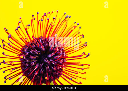 Ultra exotique fleur violette sur fond jaune, macro. Protea rouge ou pincushion fleur. Banque D'Images