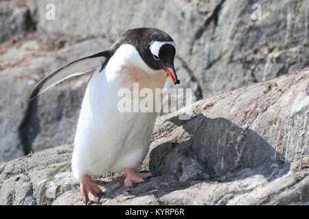 Homme Gentoo pingouin en Antarctique portant un rock Banque D'Images