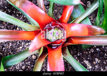 Neoregelia plantes à Kew Gardens Banque D'Images