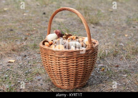 Panier plein de champignons comestibles Banque D'Images