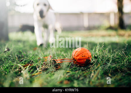 Watch dog trouve une balle, la formation à l'extérieur. Sniffer de la recherche d'un jouet sur aire Banque D'Images