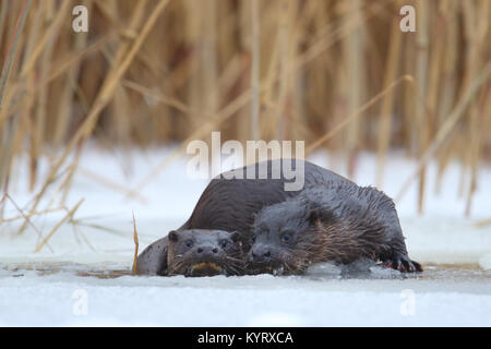 La loutre sauvage européenne (Lutra lutra), Europe Banque D'Images