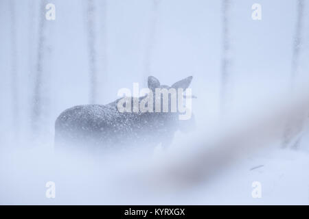 Elk eurasien aka l'Orignal (Alces Acles) dans des chutes de neige importantes, de l'Europe Banque D'Images