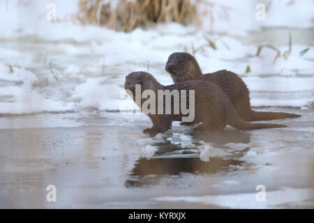 La loutre sauvage européenne (Lutra lutra), Europe Banque D'Images