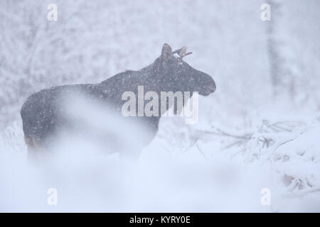 Elk eurasien aka l'Orignal (Alces Acles) dans des chutes de neige importantes, de l'Europe Banque D'Images