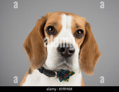 Portrait d'un chien de compagnie de Beagle au Royaume-Uni Banque D'Images