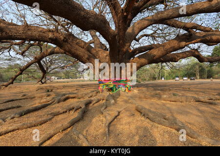 Le géant de Rain Tree (chamchuri) près de Kanchanaburi est visité quotidiennement par les touristes et les habitants. Banque D'Images