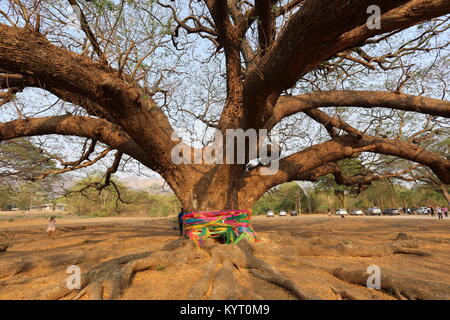 Le géant de Rain Tree (chamchuri) près de Kanchanaburi est visité quotidiennement par les touristes et les habitants. Banque D'Images