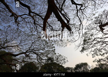 Le géant de Rain Tree (chamchuri) près de Kanchanaburi est visité quotidiennement par les touristes et les habitants. Banque D'Images