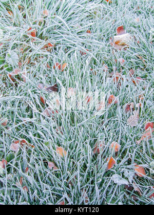 Paysage givré dans jardin. Détail de l'herbe verte avec des feuilles colorées sous le givre, matin froid en automne, France Banque D'Images