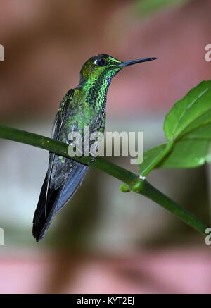 Couronne verte (Heliodaxa hummingbird brillant jacula) au Costa Rica Banque D'Images