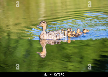 Canard colvert femelle avec conduits Banque D'Images