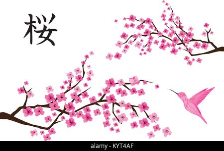 Vector illustration fleur de cerisier avec le texte japonais et rose colibri. Illustration de Vecteur