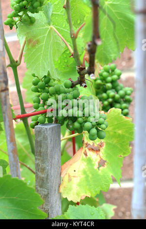 Les raisins sur les vignes de plus en plus jeunes Banque D'Images