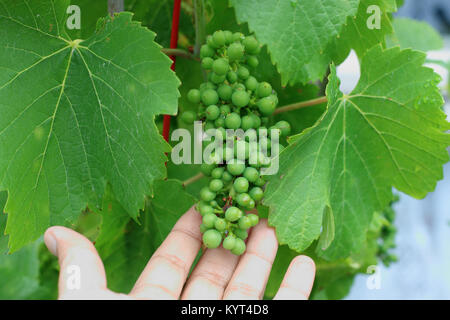 Les raisins sur les vignes de plus en plus jeunes Banque D'Images