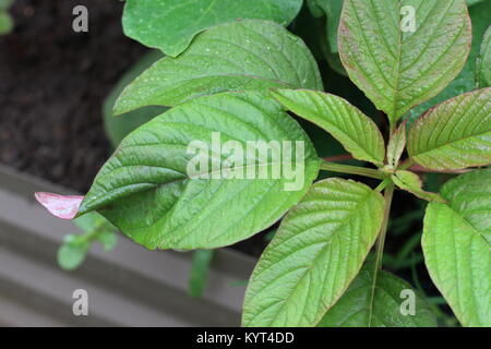 Amaranthus tricolor ou connu comme Amarante rouge