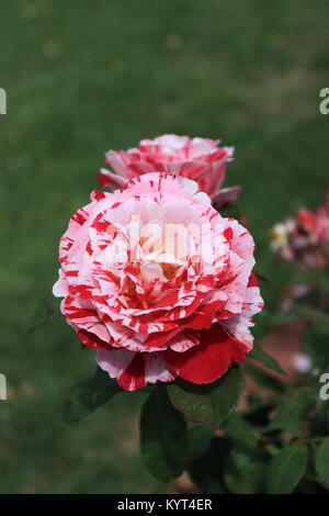 Close up of Tiger Framboise Rose en pleine floraison Banque D'Images