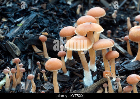 Tubaria furfuracea champignons en forêt d'automne, gros plan Banque D'Images