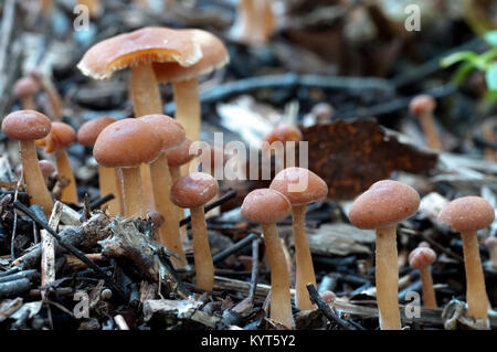 Tubaria furfuracea champignons en forêt d'automne, gros plan Banque D'Images