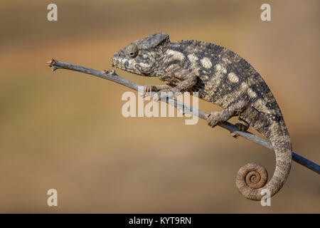 L'Oustalet - Caméléon Furcifer oustaleti, forêt Kirindi, Madagascar Banque D'Images