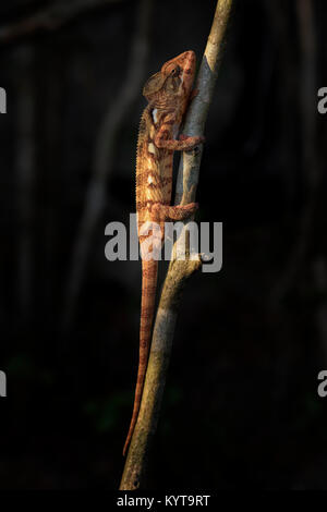 L'Oustalet - Caméléon Furcifer oustaleti, forêt Kirindi, Madagascar Banque D'Images