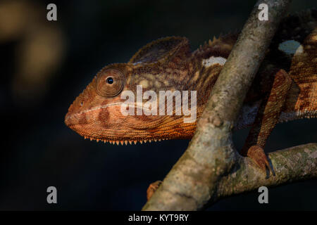 L'Oustalet - Caméléon Furcifer oustaleti, forêt Kirindi, Madagascar Banque D'Images