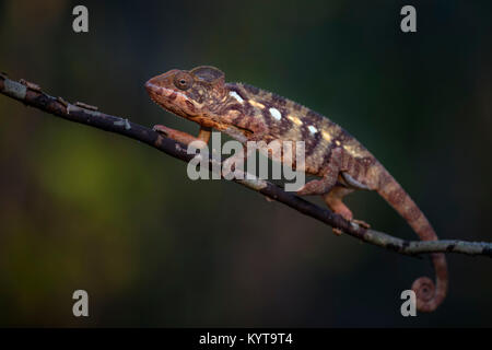 L'Oustalet - Caméléon Furcifer oustaleti, forêt Kirindi, Madagascar Banque D'Images