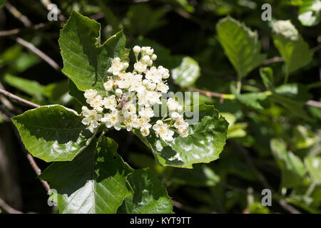 Breitblättrige Mehlbeere, Sorbus latifolia, Quercus palustris à larges feuilles, l'arbre de services de Fontainebleau, l'alisier de Fontainebleau, Sorbier à grandes feuill Banque D'Images