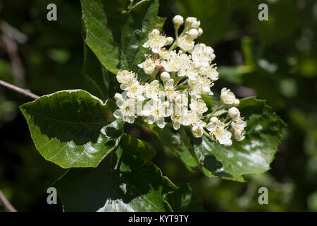 Breitblättrige Mehlbeere, Sorbus latifolia, Quercus palustris à larges feuilles, l'arbre de services de Fontainebleau, l'alisier de Fontainebleau, Sorbier à grandes feuill Banque D'Images