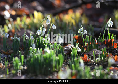 Les perce-neige commencent à fleur au National Trust Ickworth House près de Bury St Edmunds dans le Suffolk. Banque D'Images